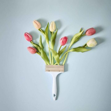 Tulpe Edel, Mini/spitz/rosa, 25 cm