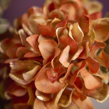 Hortensie Herbst, orange/gold, 55 cm