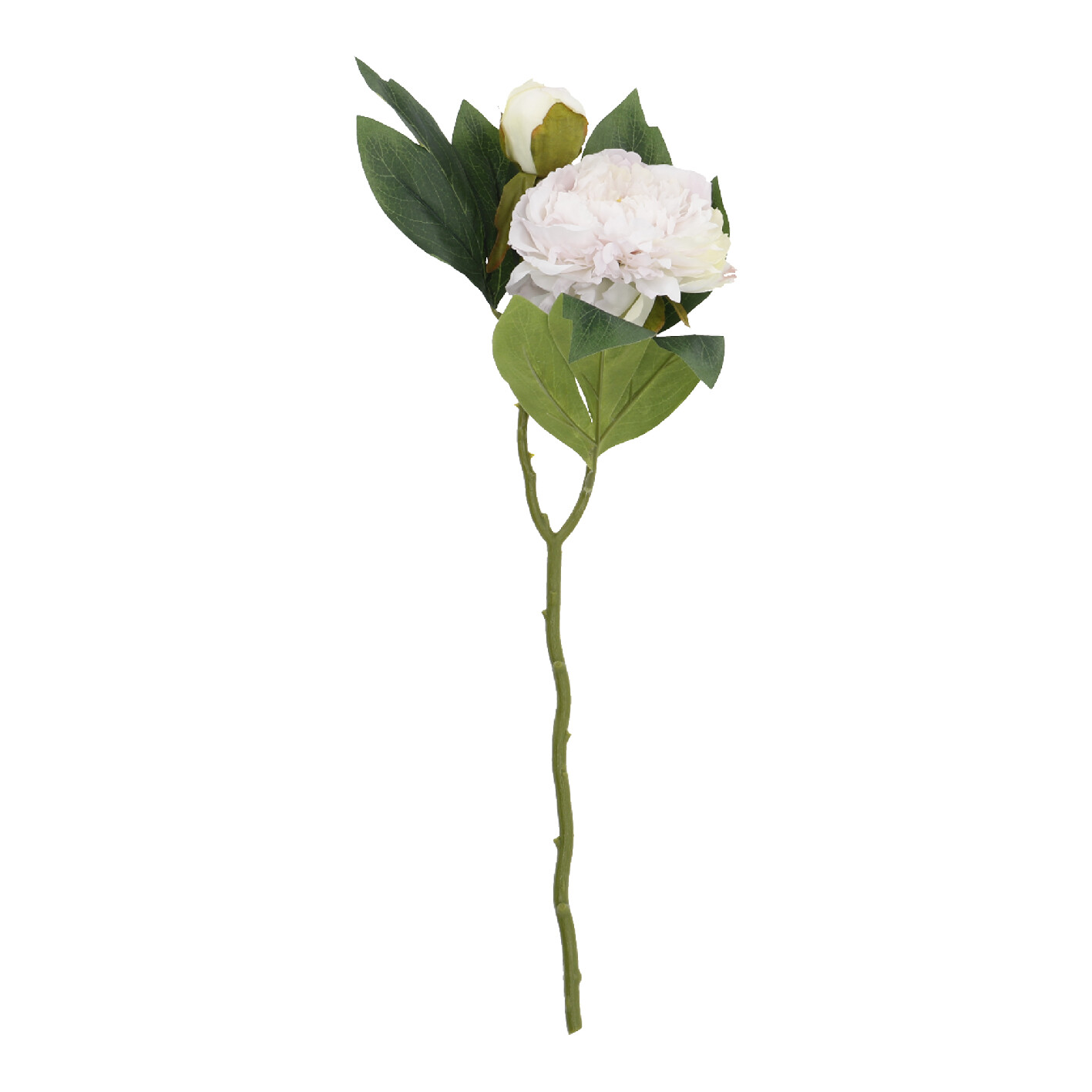 Pfingstrose Edel, rosa, 48 cm