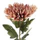 Chrysantheme Edel, altrosa, 76 cm