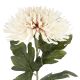 Chrysantheme Edel, creme, 76 cm
