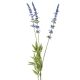 Lavendel, 3 Blüten, blau, 66 cm