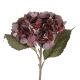 Hortensie Herbst, pflaume, 46 cm