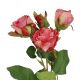 Rose Alina, 3 Blüten/dunkelrosa, 38 cm