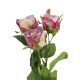 Rose Alina, 3 Blüten/lila, 38 cm