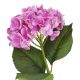 Hortensie Isabella, pink, 45 cm