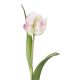 Papageientulpe Edel, hellrosa, 40 cm