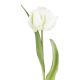 Papageientulpe Edel, weiß, 40 cm