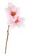Magnolie Edel, rosa, 40 cm