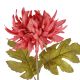 Dahlie Herbst, dunkelrosa, 56 cm