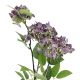 Hortensie Lily, lila, 55 cm