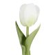 Tulpe Edel, Mini/rund/weiß, 25 cm