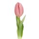 Tulpe Edel, Mini/spitz/rosa, 25 cm