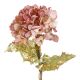 Hortensie Herbst, rosa/gold, 55 cm