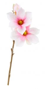 Magnolie Edel, rosa, 40 cm