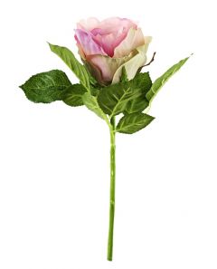 Rose, 30 cm, alt-rosa