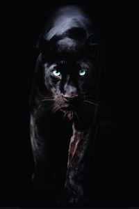 Poster Black Panther, Nr. 179