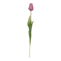 Tulpe Edel, rosa, 48 cm