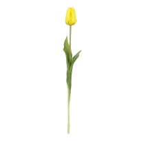 Tulpe Edel, gelb, 48 cm