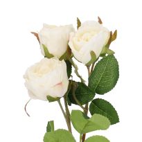 Rose Alina, 3 Blüten/weiß, 38 cm