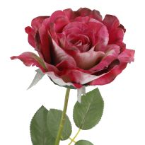 Rose Alice, dunkelpink, 70 cm