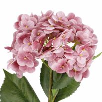 Hortensie Isabella, dunkelrosa, 45 cm
