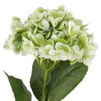 Hortensie Isabella, grün, 45 cm