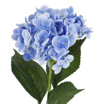 Hortensie Isabella, hellblau, 45 cm