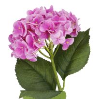 Hortensie Isabella, pink, 45 cm