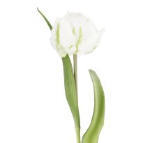 Papageientulpe Edel, weiß, 40 cm