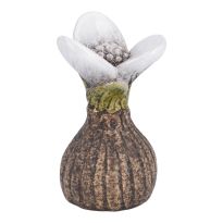 Blumenzwiebel, Blüte/weiß, 10.5 cm