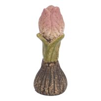 Blumenzwiebel, Knospe/rosa, 11.5 cm