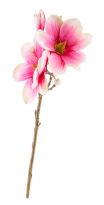 Magnolie Edel, pink, 40 cm