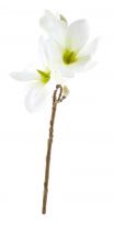 Magnolie Edel, weiß, 40 cm