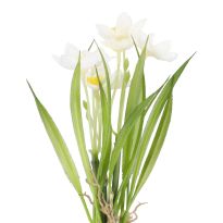 Deko-Stecker Frühblüher, Narzisse/weiß, 22 cm
