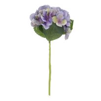 Hortensie Sophia, lila, 35 cm