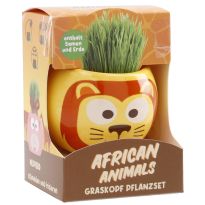 Graskopf Tier, Löwe