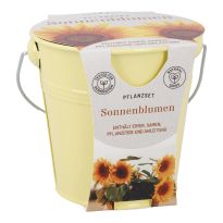 Pflanzset im Eimer, Sonnenblume/gelb