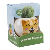 Graskopf Tier, Shiba-inu