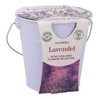 Pflanzset im Eimer, Lavendel/lila