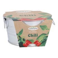 Pflanzset im Eimer, Chili, 6 cm