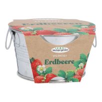 Pflanzset im Eimer, Erdbeere, 6 cm
