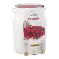 Pflanzset in Milchkanne, Petunie, 22 cm