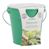 Pflanzset im Eimer, Mimose/pink