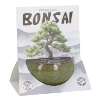 Pflanzset Bonsai