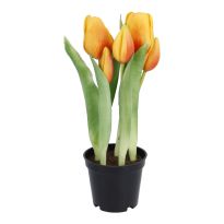 Tulpen im Topf, orange, 25 cm