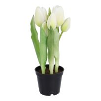 Tulpen im Topf, weiß, 25 cm