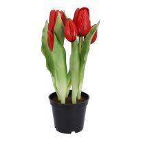 Tulpen im Topf, rot, 25 cm