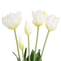 Strauß Papageientulpe, weiß, 41 cm