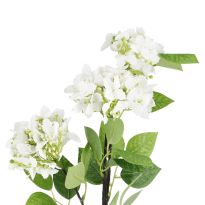 Hortensie Lily, weiß, 55 cm